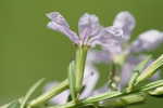 Wing-angle loosestrife